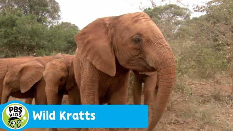 WILD KRATTS | Baby Elephant Power | PBS KIDS