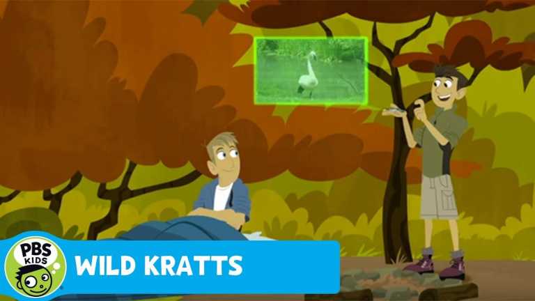 WILD KRATTS | Who Are You Calling A Turkey? | PBS KIDS