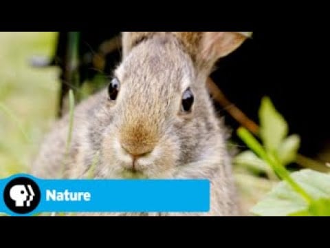 Official Preview | Remarkable Rabbits | NATURE | PBS