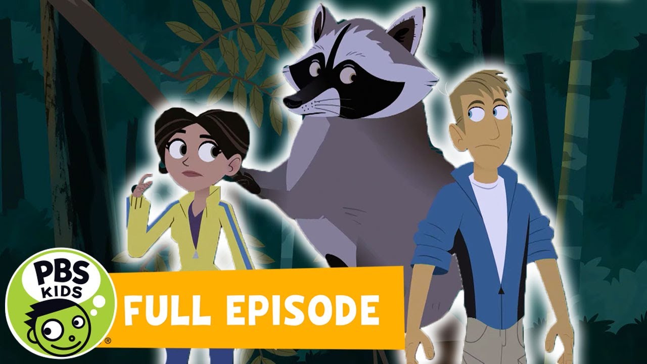 Wild Kratts FULL EPISODE 🦝 Masked Bandits 🦝 PBS KIDS WPBS