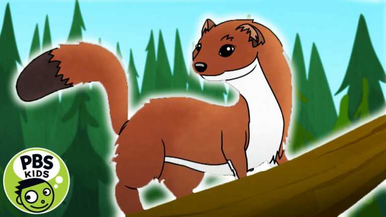Molly of Denali | Follow That Weasel! | PBS KIDS