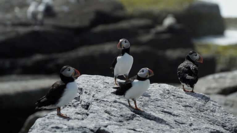 Puffins Project | WPBS Weekly: Inside the Stories