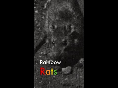 Rainbow Rats #Shorts | Plague at the Golden Gate | American Experience | PBS